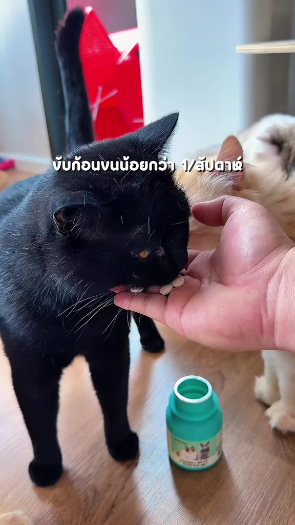 แมวเลียขนทุกวัน ต้องดูแลแบบนี้ 🐱#Pethealer #แมวเลียขน #HairballCare #แมวสุขภาพดี #CatLover