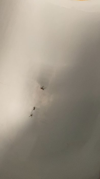 Kinsho hương hoa hồng không gắt, diệt muỗi cực tốt, mùi thơm sảng khoái, tạo cảm giác thoải mái. Sử dụng trong nhà, phòng tắm, phòng ngủ hoặc cửa hàng #คินโช #spraydiệtmuỗi #hươnghoa hồng #diệtmuỗi #sảnphẩm