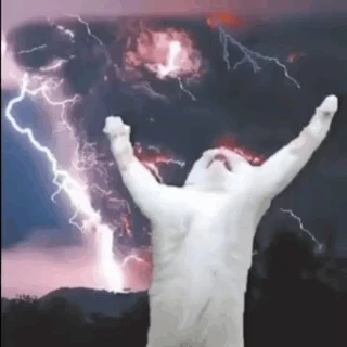 catcatdogcat